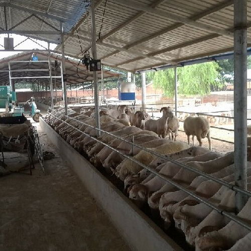 云南养殖圈舍消毒灭菌设备定制指南 猪舍与家禽饲养机械的专业供应商