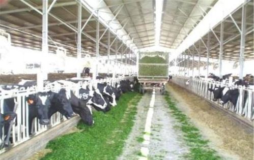 工业化养殖的隐忧 肉质变化与生态挑战