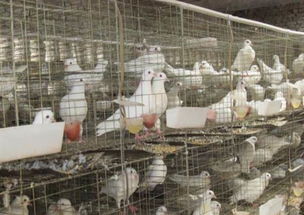 鸽子养殖设备 从观赏到高效家禽饲养机械的全面指南