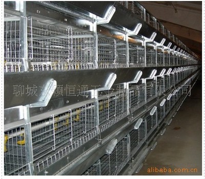 蛋鸡笼H型全自动家禽设备 专业养殖解决方案，聊城东颖恒通五金制品业务部详解