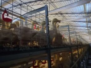 肉用鸭养殖的典型模式及特点与现代家禽饲养机械应用